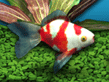 Download FishCo Game